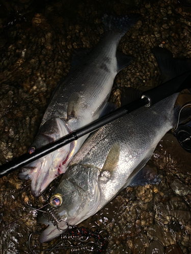 セイゴ（ヒラスズキ）の釣果