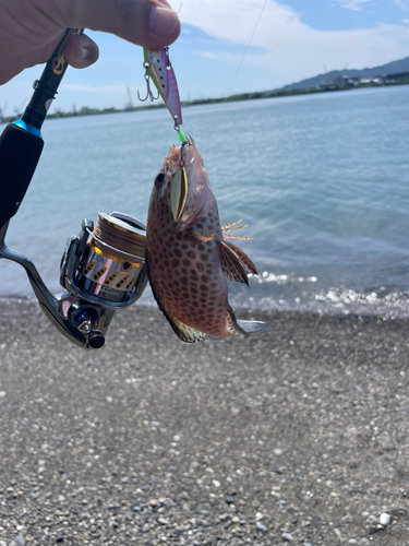 オオモンハタの釣果