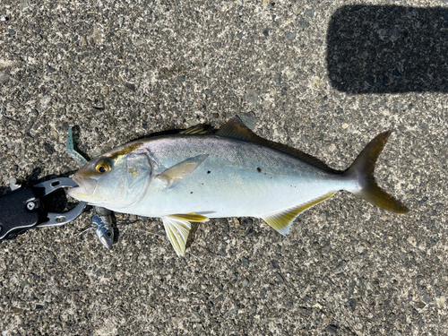 ショゴの釣果