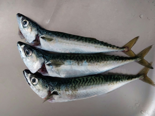 サバの釣果