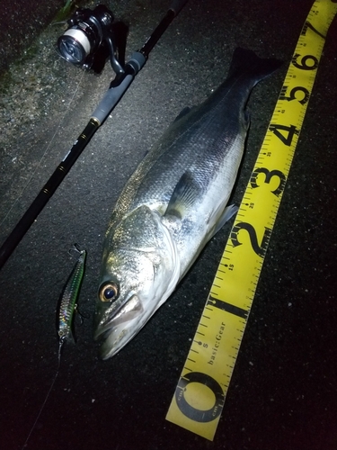 シーバスの釣果