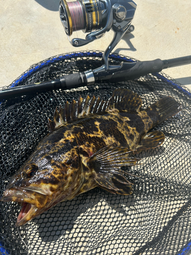 ベッコウゾイの釣果