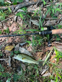 ラージマウスバスの釣果