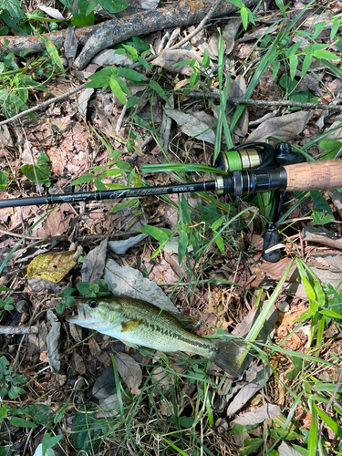 ラージマウスバスの釣果