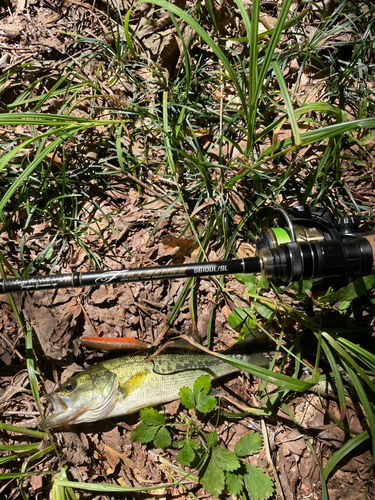 ラージマウスバスの釣果