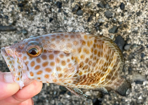 オオモンハタの釣果