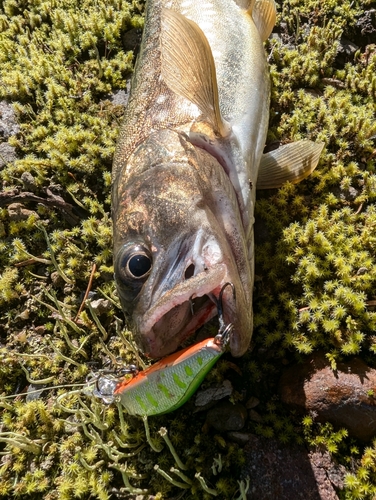 エゾイワナの釣果