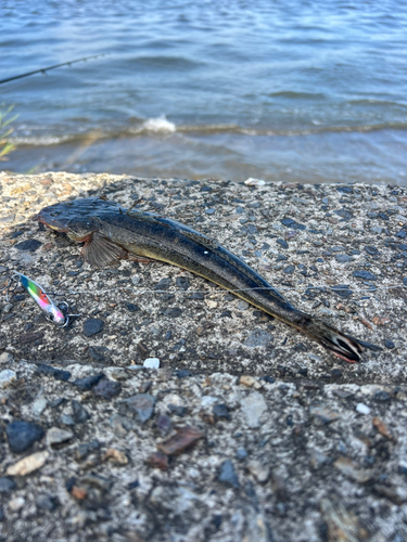 マゴチの釣果