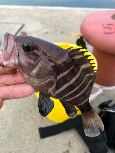 マハタの釣果