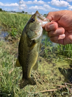 ラージマウスバスの釣果