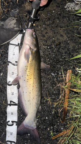 アメリカナマズの釣果