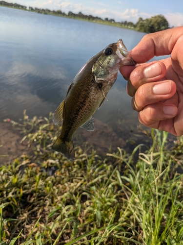 ラージマウスバスの釣果