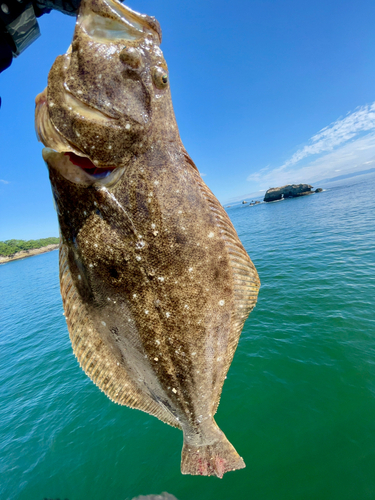 ヒラメの釣果