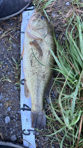 ブラックバスの釣果