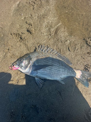 チヌの釣果