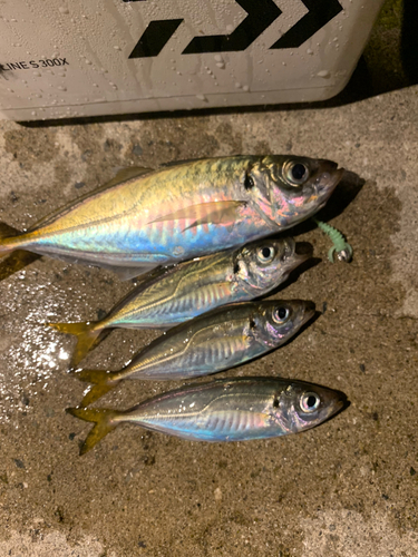 アジの釣果