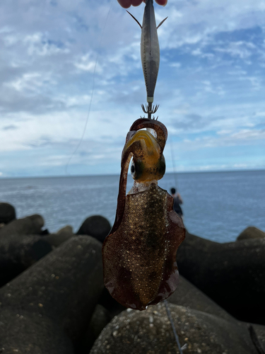 アオリイカの釣果