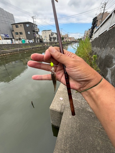 マハゼの釣果