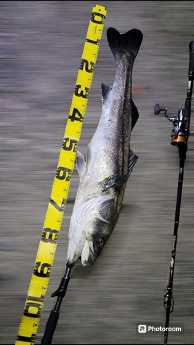 シーバスの釣果