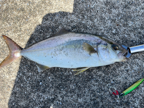 ショッコの釣果