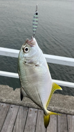 メッキの釣果