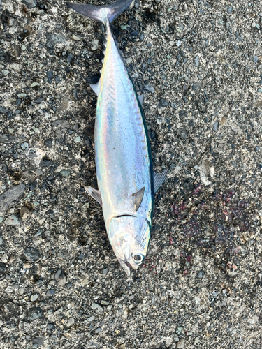 ソウダガツオの釣果