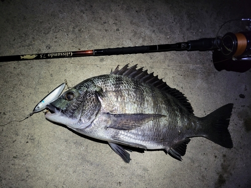 クロダイの釣果