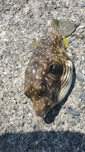 フグの釣果