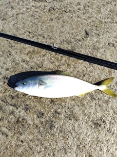 ワカシの釣果