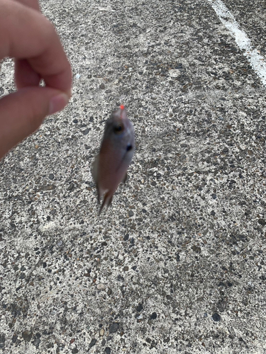 イシダイの釣果