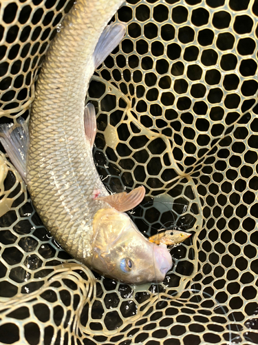 ニゴイの釣果