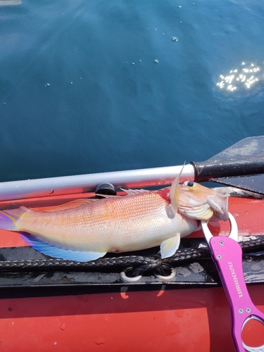 アマダイの釣果