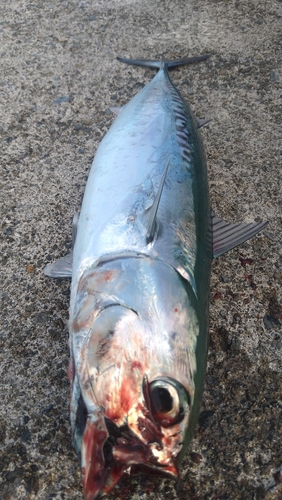 ソウダガツオの釣果