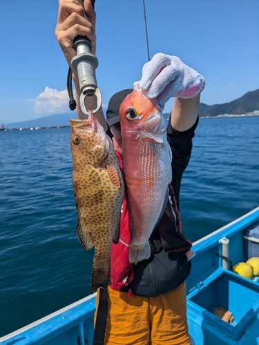 アカアマダイの釣果