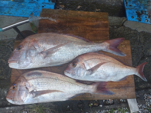 タイの釣果