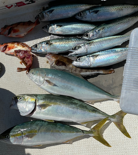 イナダの釣果