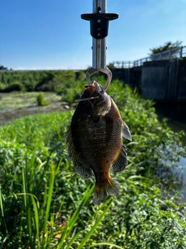 ブルーギルの釣果