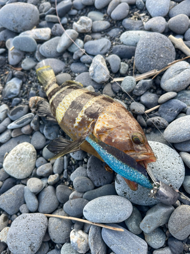 アオハタの釣果