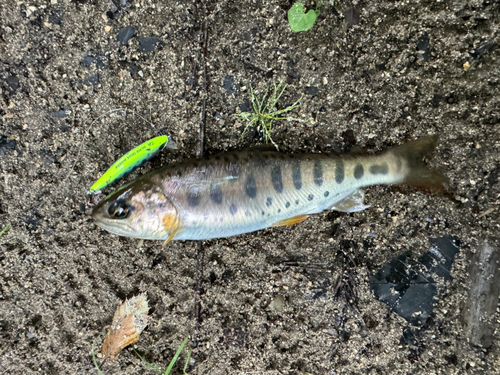 ヤマメの釣果