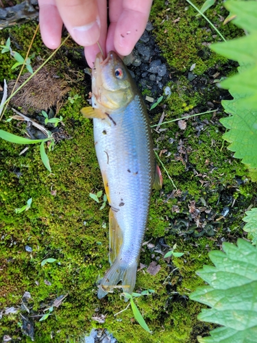 カワムツの釣果