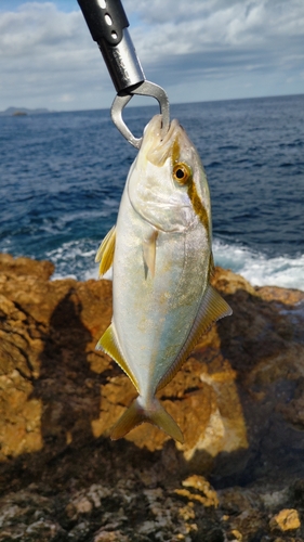 ショゴの釣果