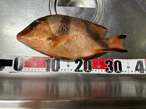 センネンダイの釣果