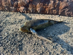 シロサバフグの釣果