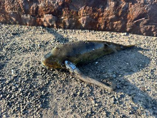 シロサバフグの釣果