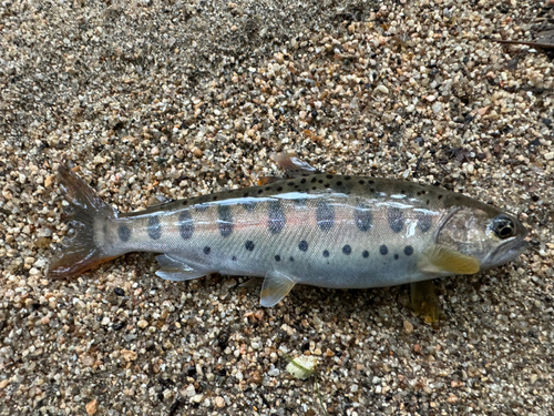 ヤマメの釣果