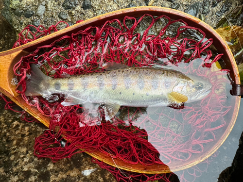 ヤマメの釣果