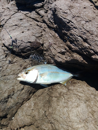 ネリゴの釣果