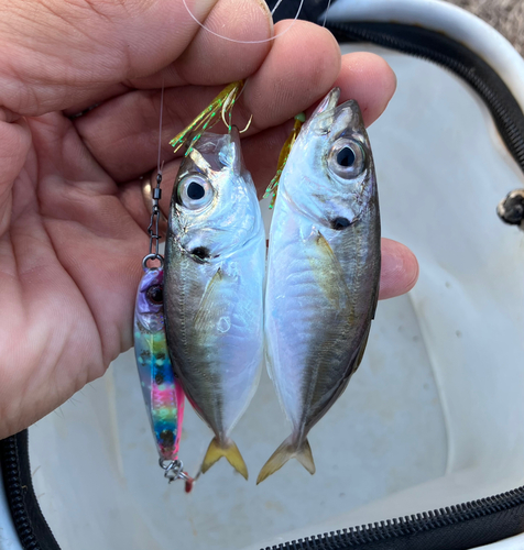 アジの釣果