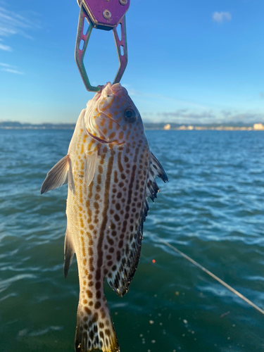 コロダイの釣果