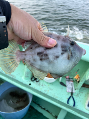 カワハギの釣果